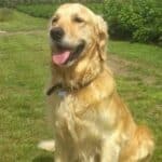 Photo of Barney the dog